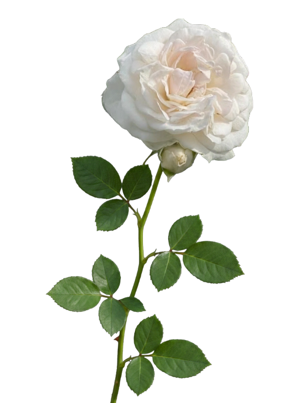 rose-weis