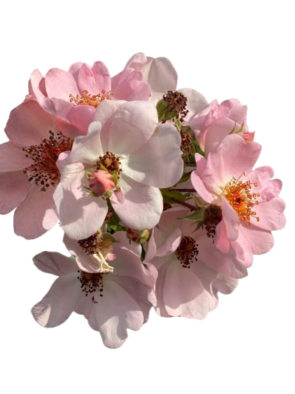 rose-frei